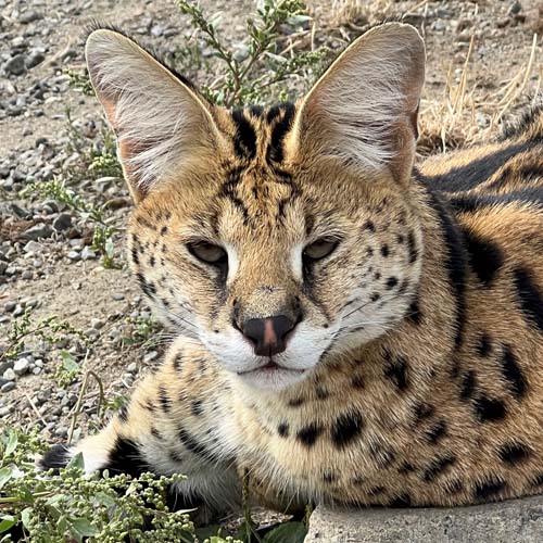 ! a serval Ozzy close