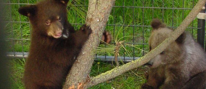 What Do Black Bears Eat? A Guide to Their Diverse Diet