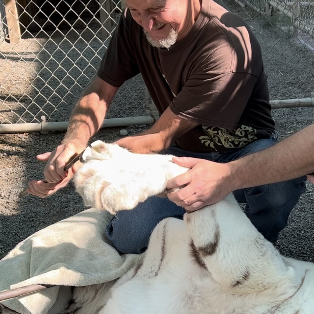 Dr. McConnell trimming white tiger claw