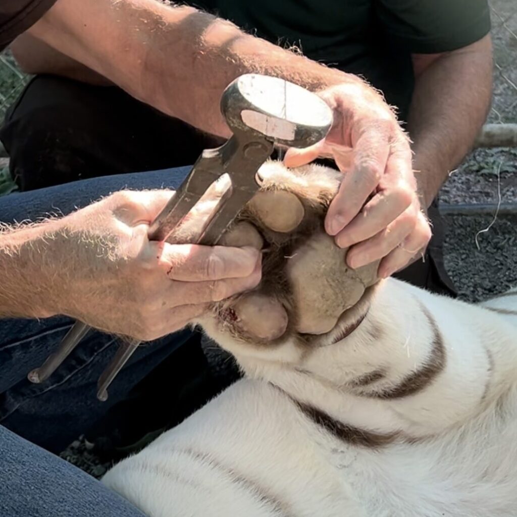 Veterinary big cat manicure using a farriers tool