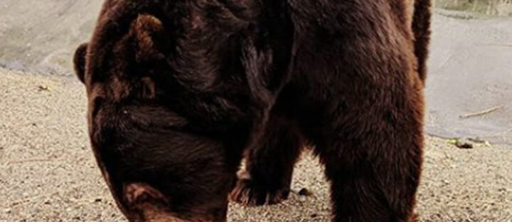 Ensuring Complete Nutrition for Captive Black Bears: Diet Adjustments