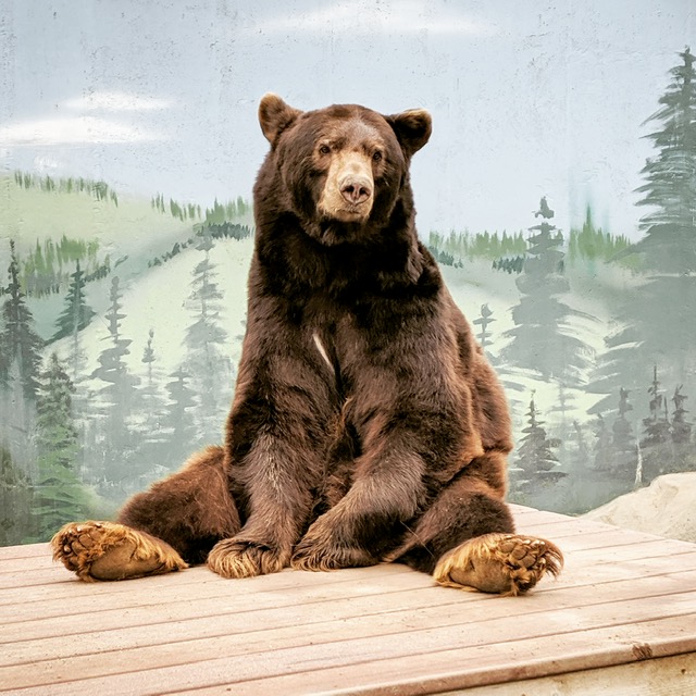 Black bear Oscar relaxing at Cat Tales Wildlife Center.