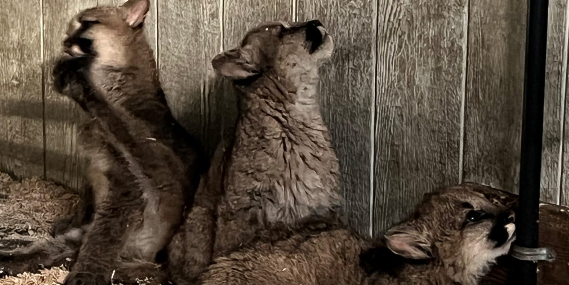 three young puma or cougar cubs grooming and looking up