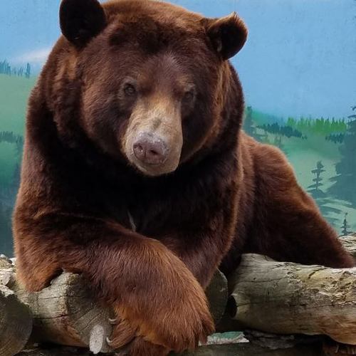 Black bear Oscar posing at Cat Tales Wildlife Center.