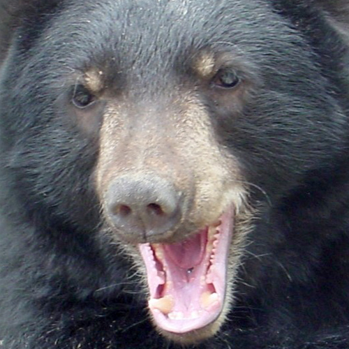 Black bear Oso smiling at Cat Tales Wildlife Center.