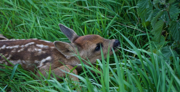 Think Before You Rescue: A Spring Guide to Baby Wildlife